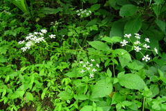 Heracleum concanense